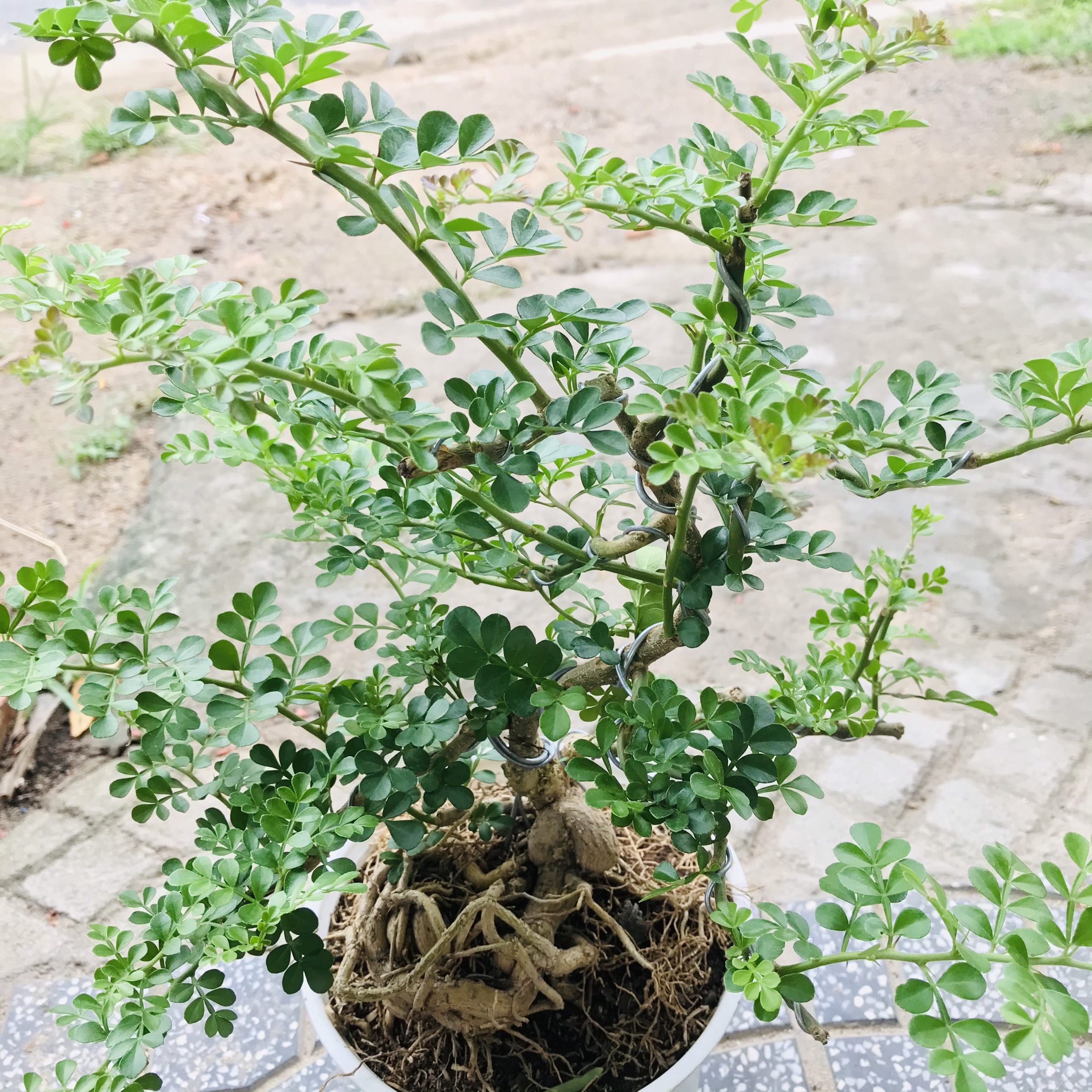 Cây Cần Thăng Bonsai Mini Chậu Nhựa