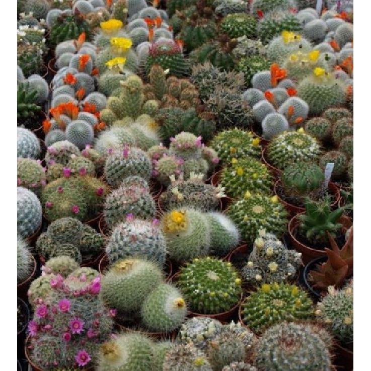 Hạt giống cây hoa xương rồng mix