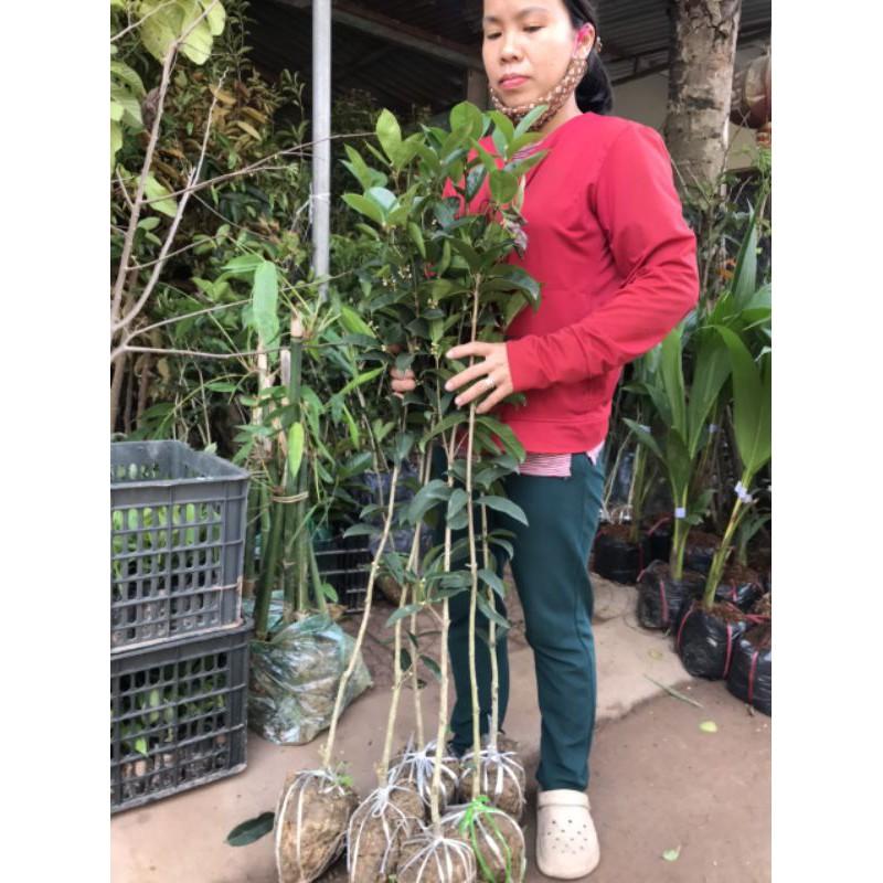 Mộc hoa vàng một thân,cây cao 1m