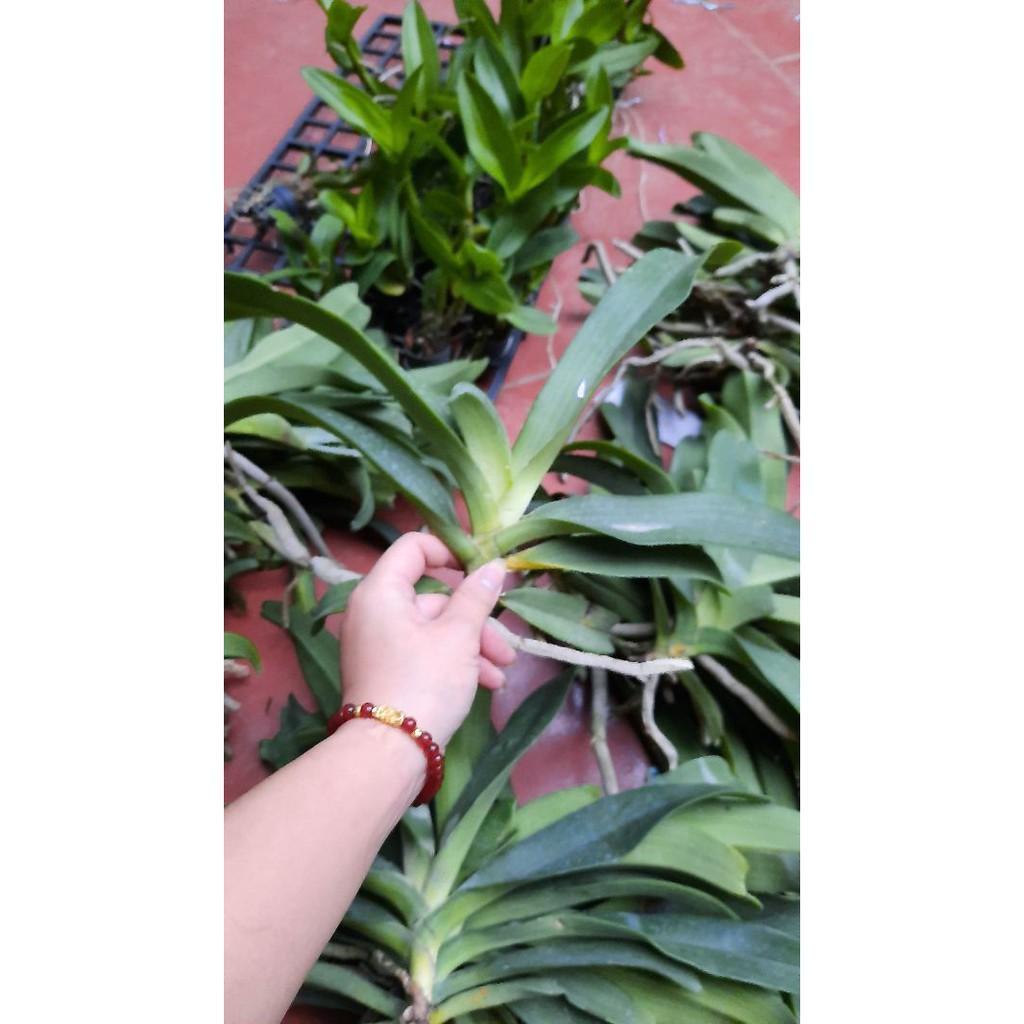 Hoa phong lan đai châu rừng bóc trụ , cây cực đẹp