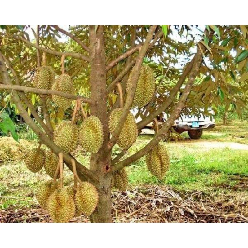CÂY GIỐNG SẦU RIÊNG R6 CƠM VÀNG HẠT LÉP