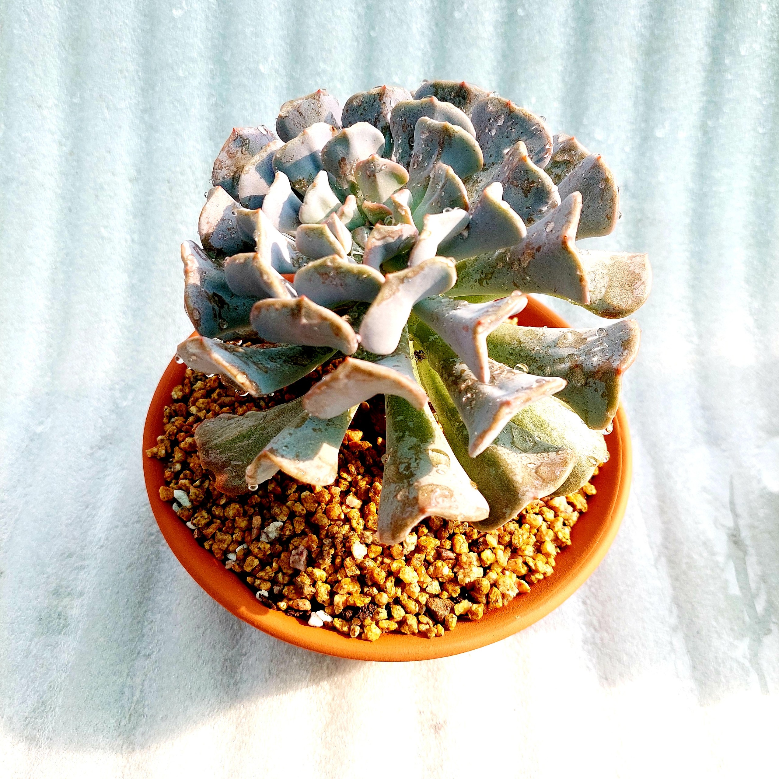 Chậu đất nung - Miệng bèo 168, miệng chậu 16cm, chiều cao 8cm