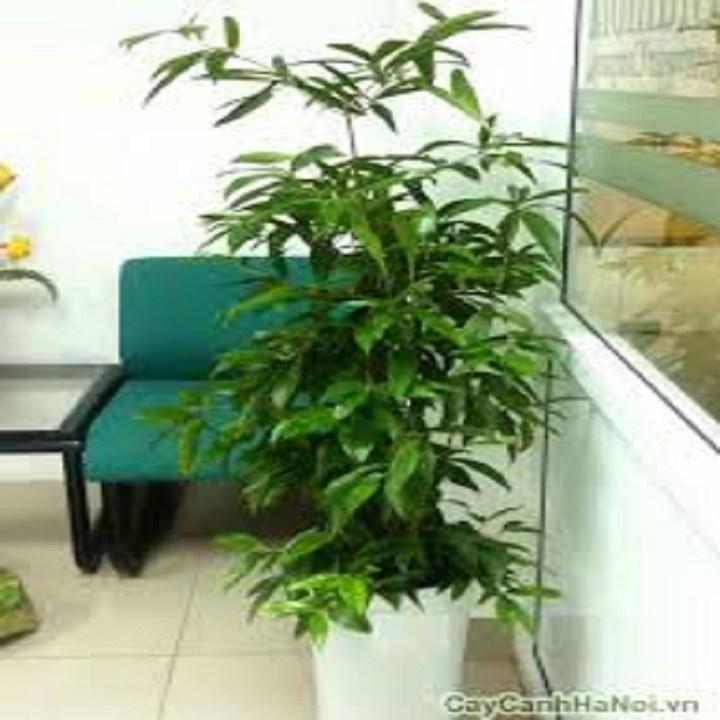 CHẬU CÂY TRÚC NHẬT