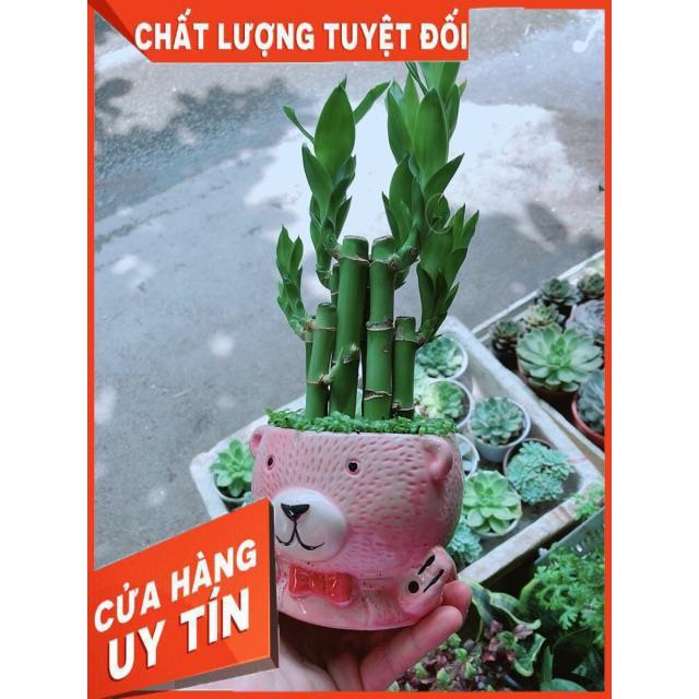 Chậu Trúc Phát Tài Gấu Hồng