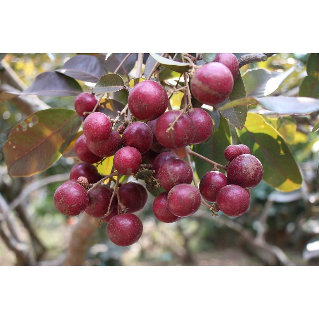 CÂY GIỐNG NHÃN TÍM