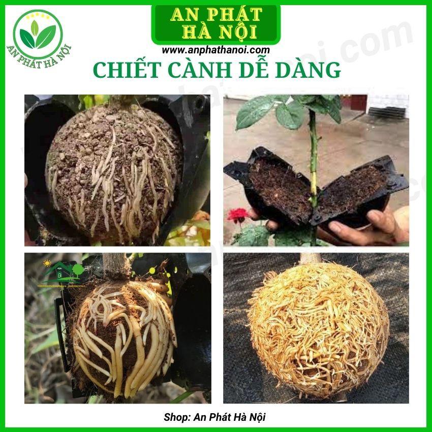 1 hộp Bầu Chiết cành loại đẹp, hộp chiết cây,dụng cụ chiết cành chuyên dụng, hộp ươm cắt ghép chiết cành