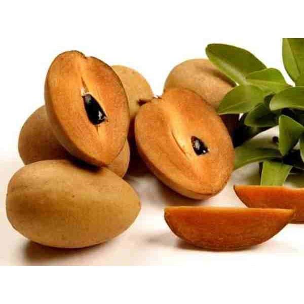 Cây giống Hồng Xiêm - Sam Pô Chê .