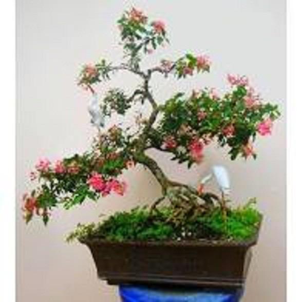 cây giống Hồng ngọc mai bonsai