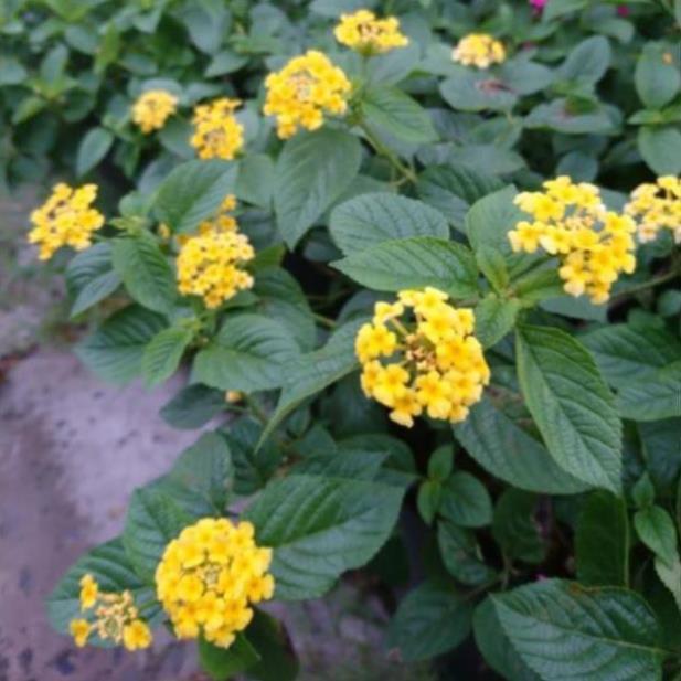 Cây hoa ngũ sắc