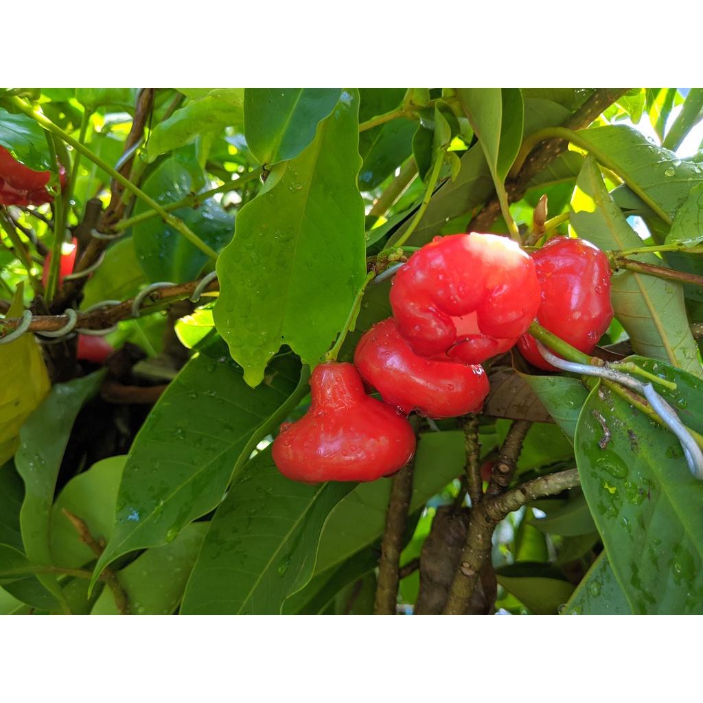 Cây mận Hoàng Yến