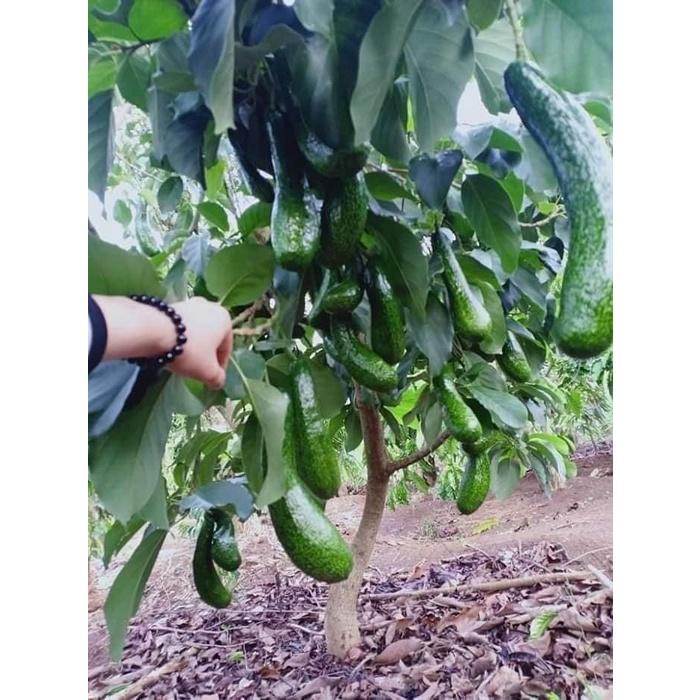 Cây giống bơ sáp, cây giống bơ 034, cây giống khỏe dễ trồng ít sâu bệnh, cây thấp năng suất cao