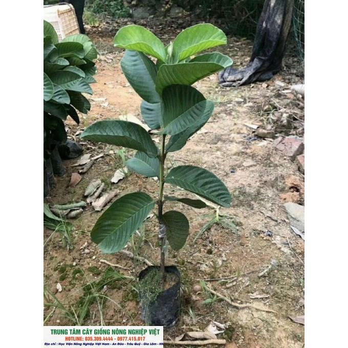 Cây Ổi Ruby Ruột Đỏ Không Hạt Cao 80cm - 1m - GIống Cây Nhập Khẩu