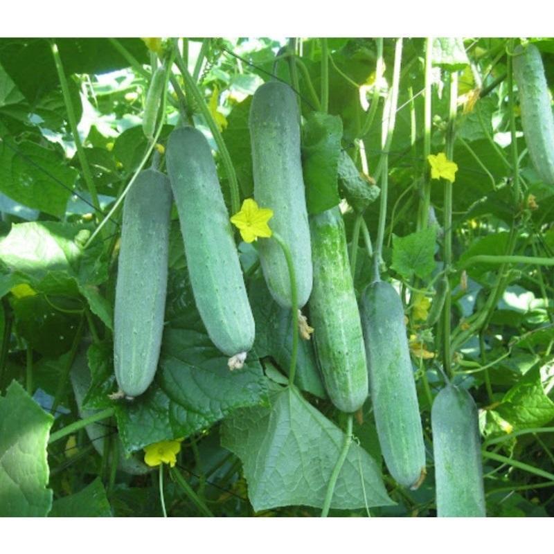 HẠT GIỐNG DƯA LEO SIÊU TRÁI VA.848 GÓI 10G - GIỐNG CHUẨN, CHẤT LƯỢNG CAO
