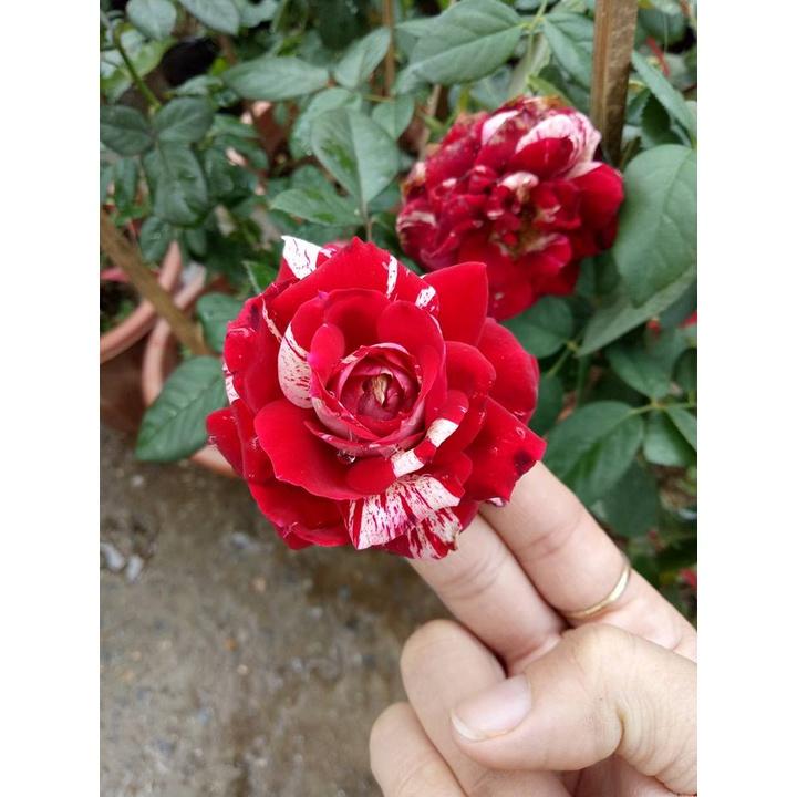 Cây hồng Julio thân gỗ dáng tree cao