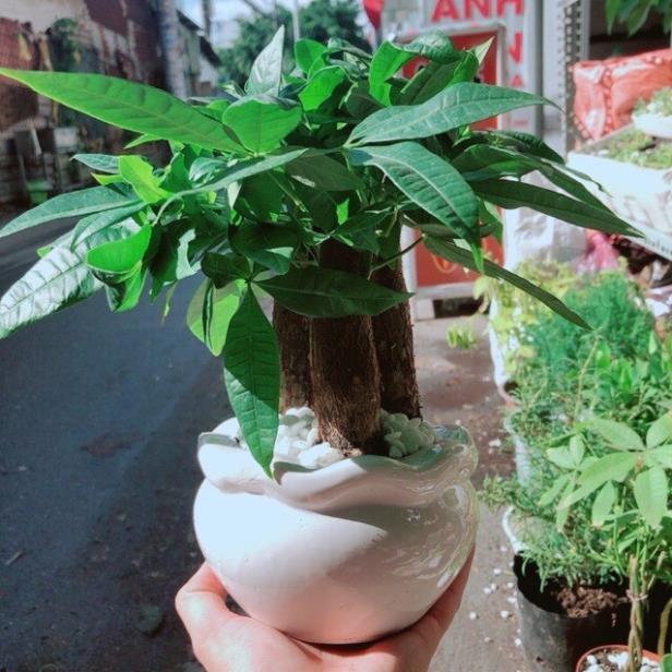 Cây kim ngân 3 thân- Tam lộc