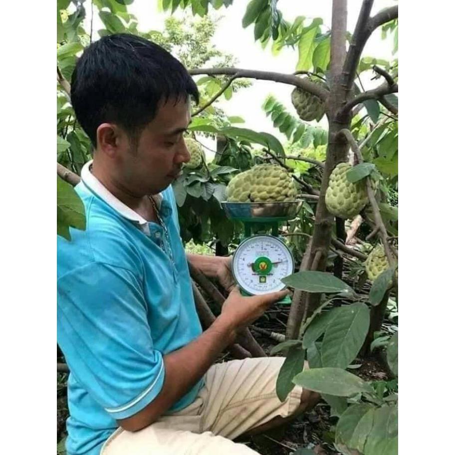 Cây giống na thái siêu quả