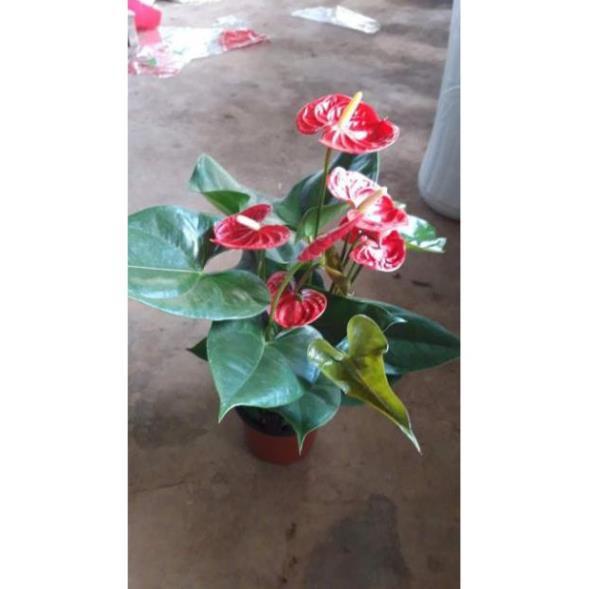 Sản phẩm CÂY HỒNG MÔN