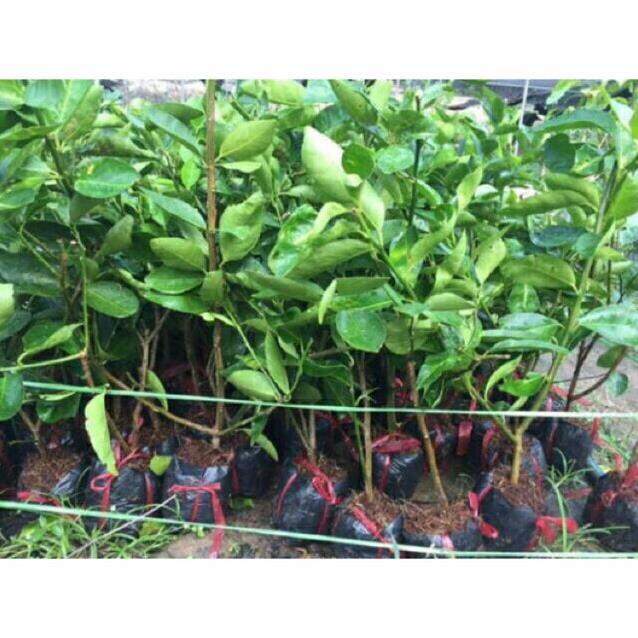 CÂY GIỐNG CHANH KHÔNG HẠT cây giống thuần chủng F1