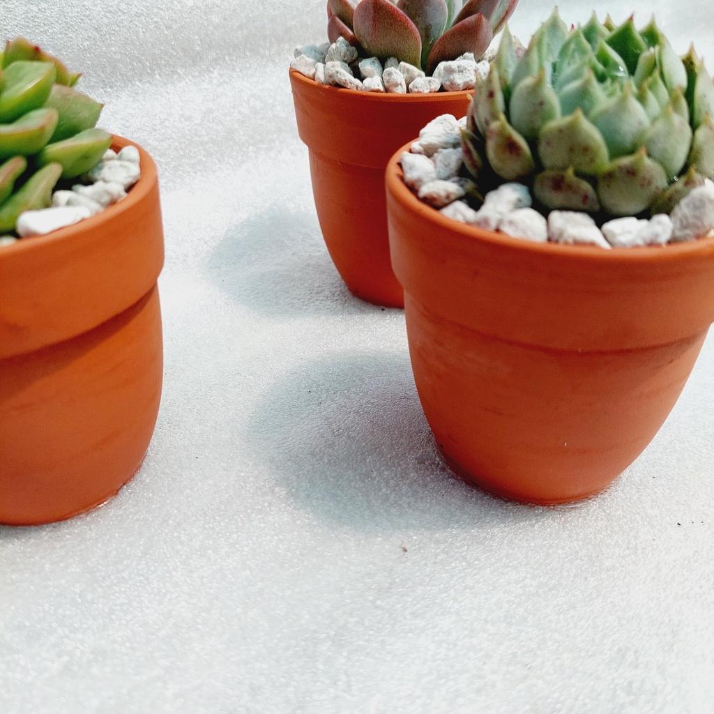 Chậu đất nung Bình Dương - Chậu ly có gờ bo đích, miệng chậu 7cm, chiều cao 7cm