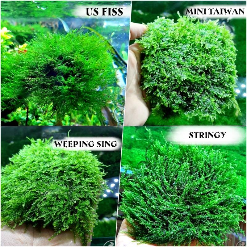 Rêu Thuỷ Sinh Đẹp - Độc - Dễ Chăm Sóc: Mini Taiwan | Weeping Sing | Stringy | US Fiss | Rose Moss | Flame Moss
