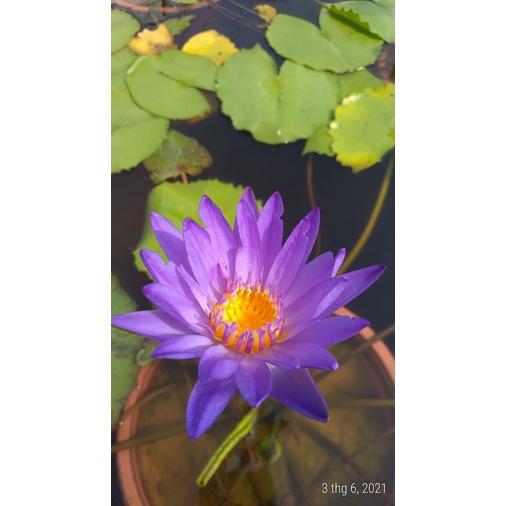 Hoa súng Thái Lan - Mỹ - Việt Nam nhiều màu sắc