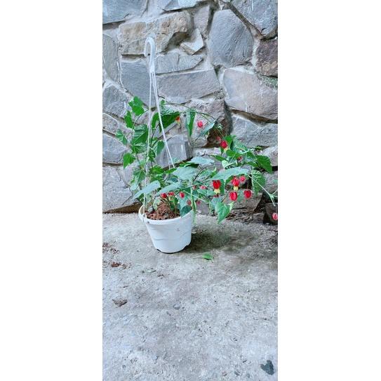 Chậu Hoa Lồng Đèn