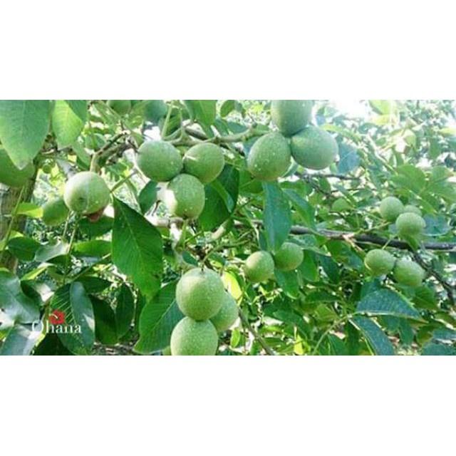 Cây Óc Chó tặng 2 cây chè xanh