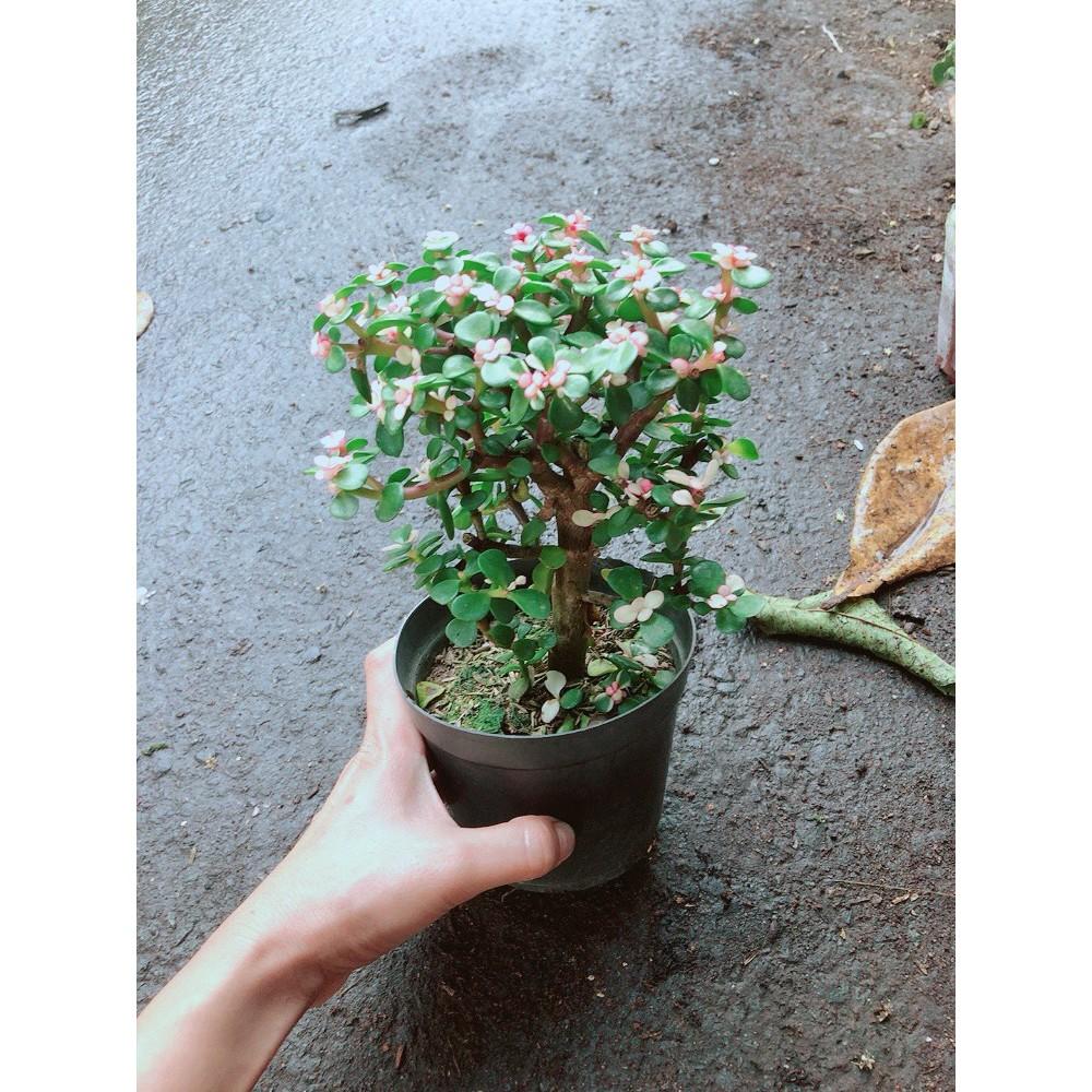 Đô La Thân Cổ Thụ