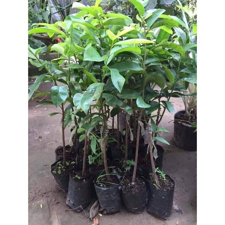 Cây giống mãng cầu xiêm mã lai