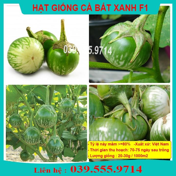 HẠT GIỐNG CÀ BÁT XANH - QUẢ CÀ TO TRÒN GIEO TRỒNG QUANH NĂM