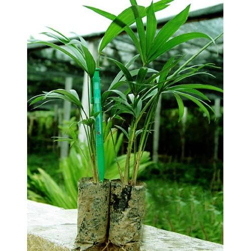 CÂY GIỐNG MÂY THÁI,SIÊU QUẢ SIÊU NGON, SIÊU KINH TẾ - CGMTLSQSNSKT