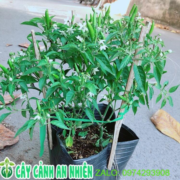 Bụi Ớt Hiểm