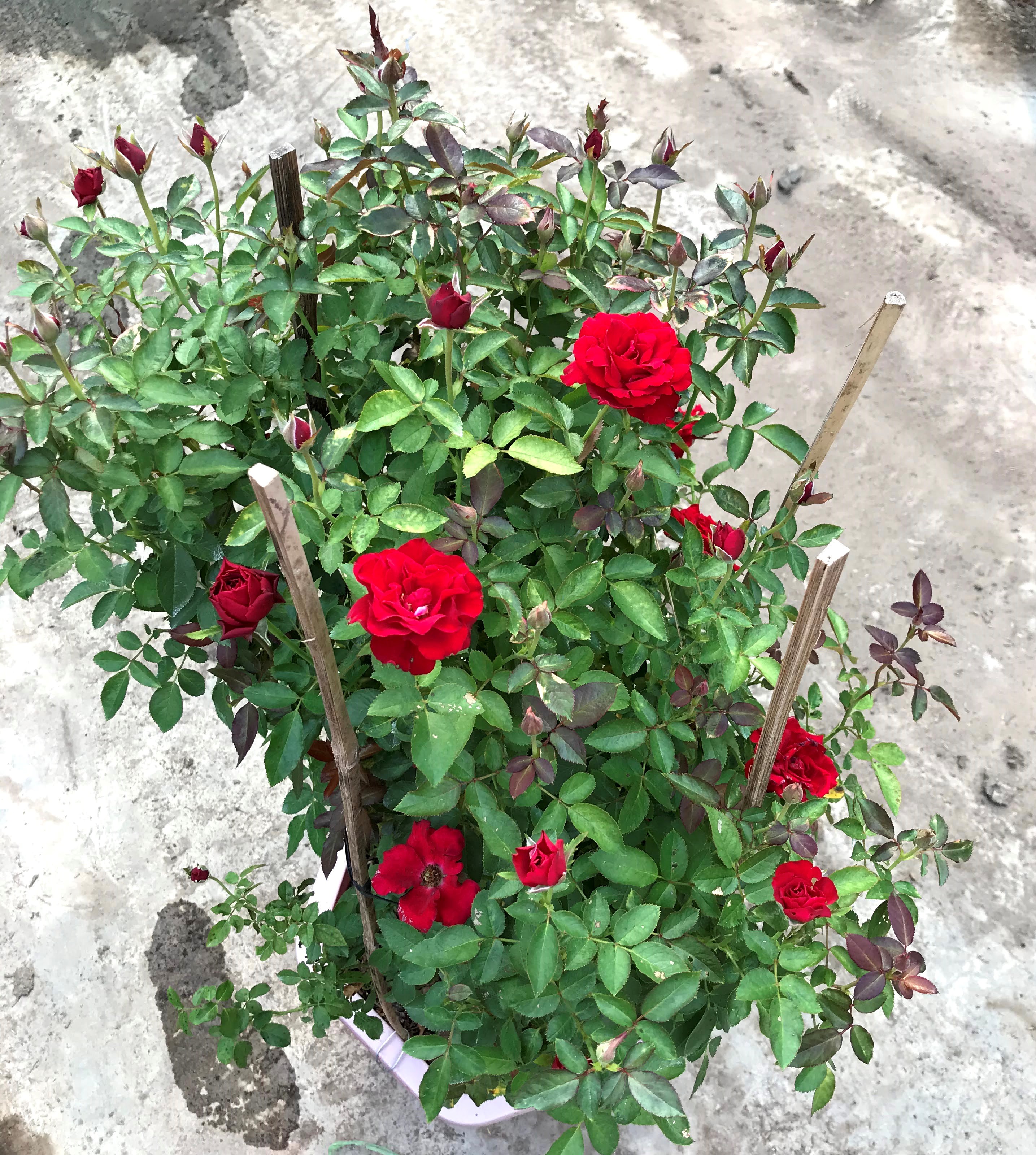 Chậu hoa hồng Nhung Ấn Độ cao 100 - 120 cm