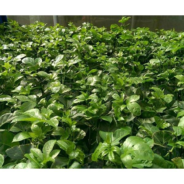 Combo 10 bầu giống Chanh leo tím Đài Loan.