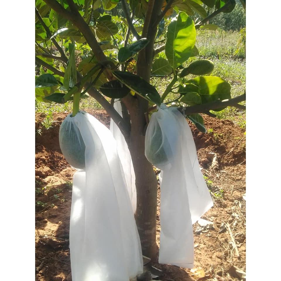 SET 100 CÁI TÚI BỌC MÍT SIZE 45X60  SIÊU BỀN