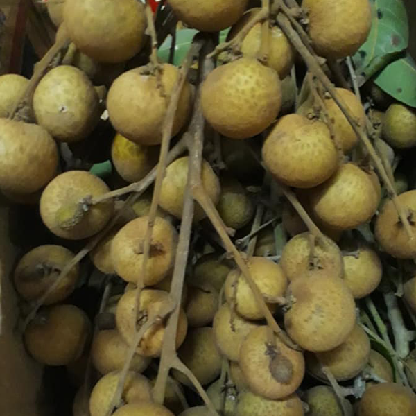 Cây NHÃN HẠT LÉP IDO
