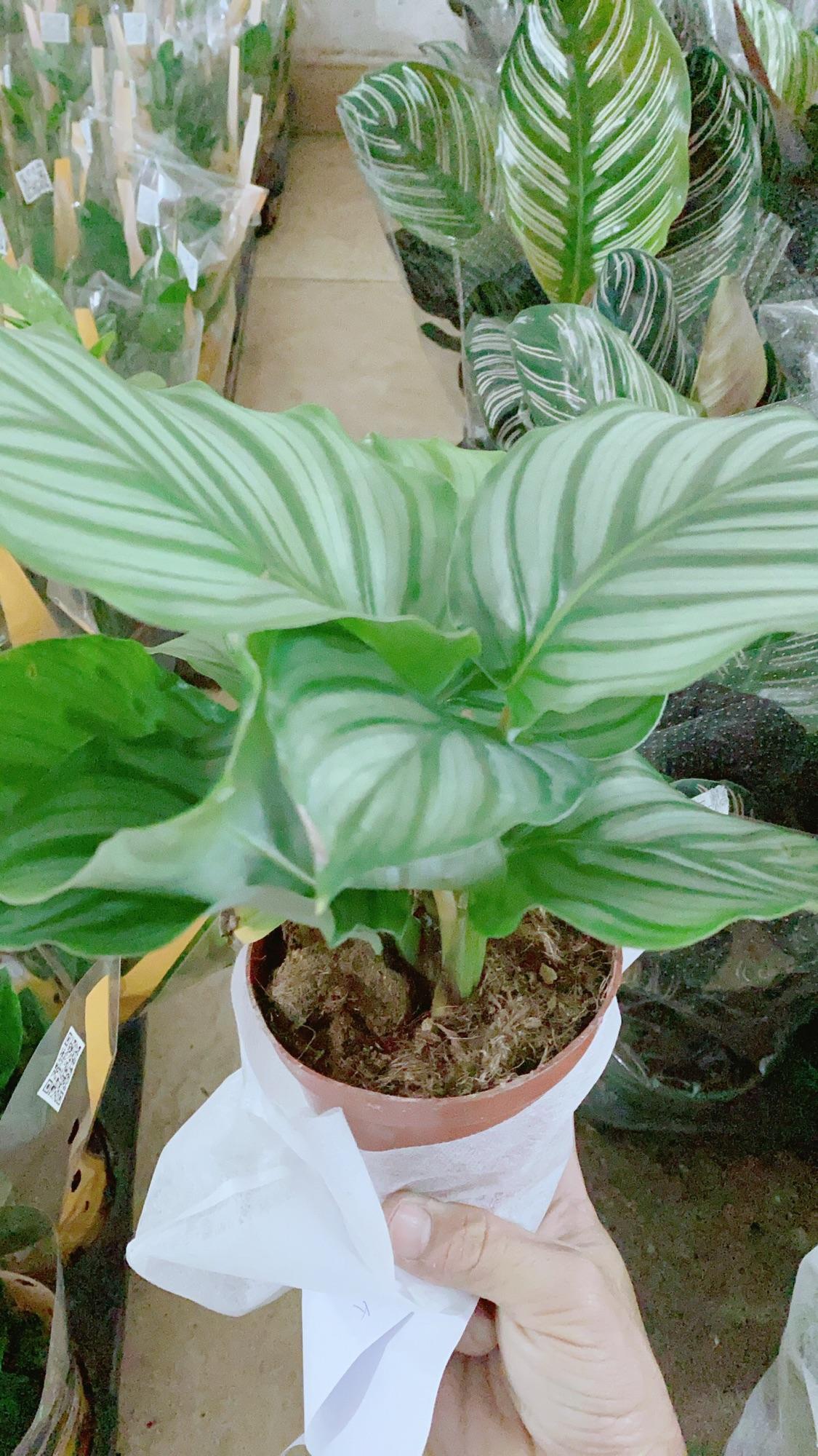 Đuôi Công Táo Xanh