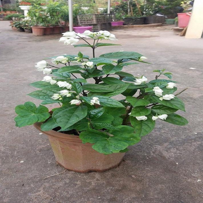 CÂY HOA NGỌC NỮ NHỎ CHUẨN GIỐNG F1