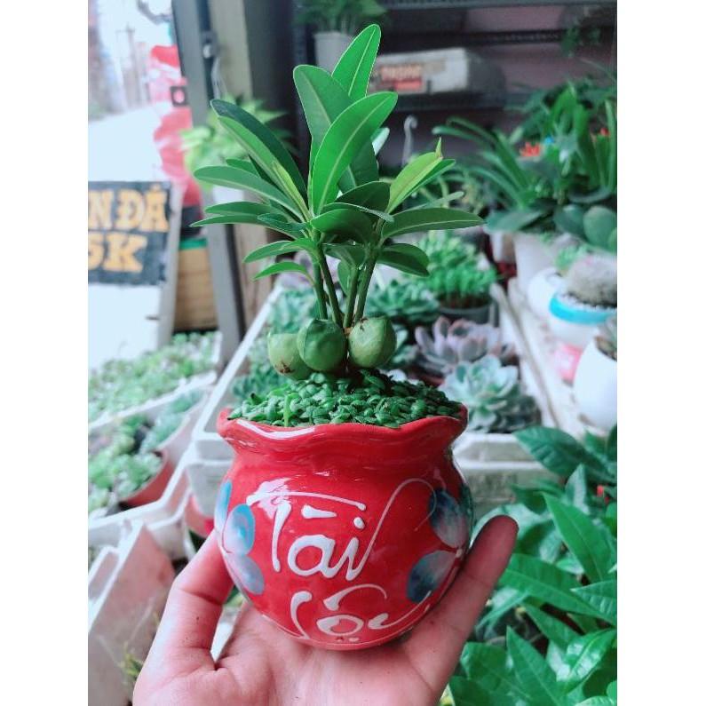 Chậu cây tài lộc Bán Chạy