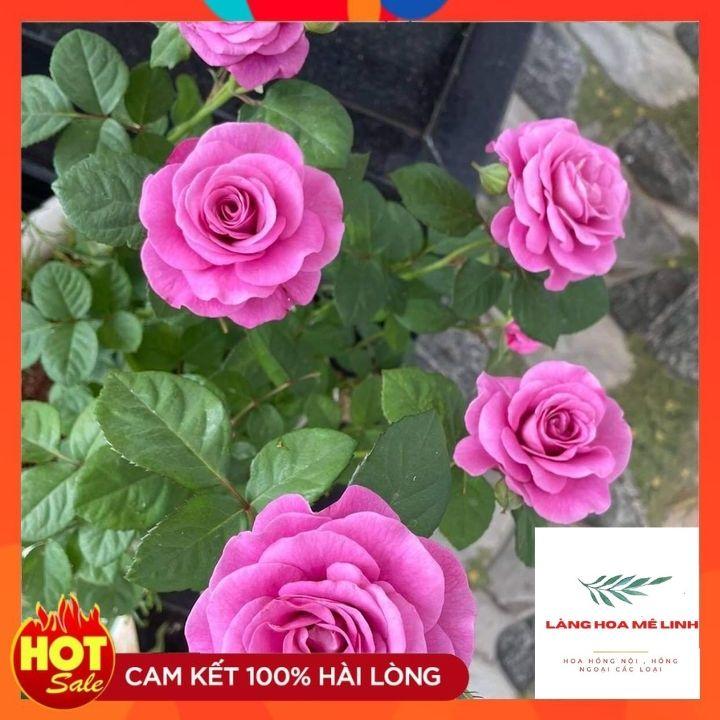 Hoa Hồng Tezza Tím – Hoa hồng bụi nhiệt đới căng tràn sức sống