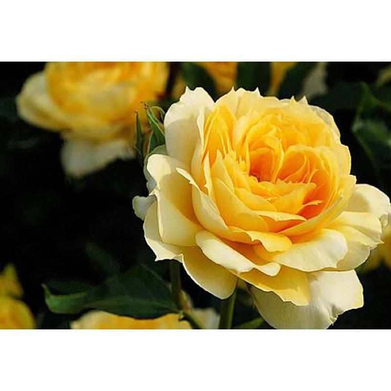 Cây hoa Hồng thân gỗ dáng tree Sunny antike