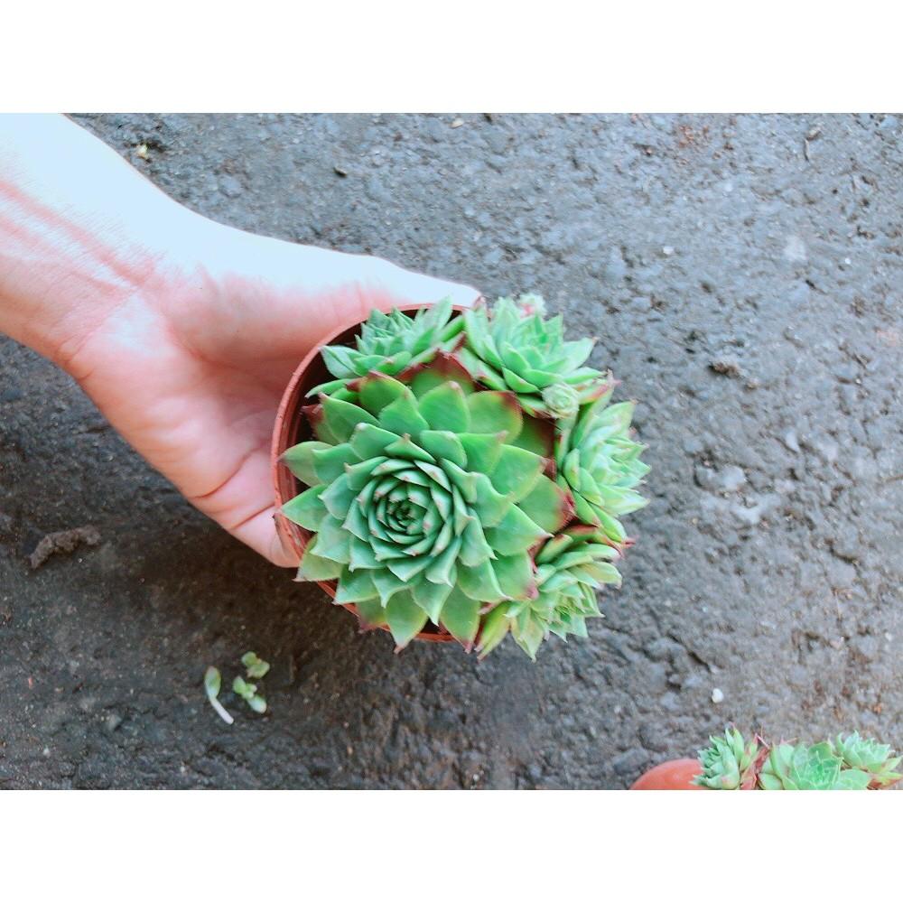 Chậu Phật Bà Xanh