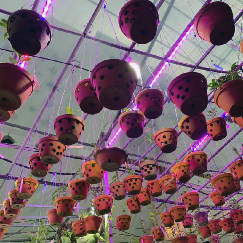Đèn vượt đông cho cây hoa lan trong nhà (1 bộ) Đèn Led Dài 1.2M ánh sáng màu tím hồng giúp cây quang hợp tốt hơn