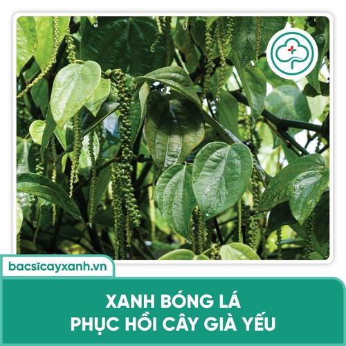 Phân bón lá Humic Amino bổ sung vi lượng giúp cây khoẻ, xanh lá, mập chồi, nhú đọt BS14 250ml NSX Bacsicayxanh