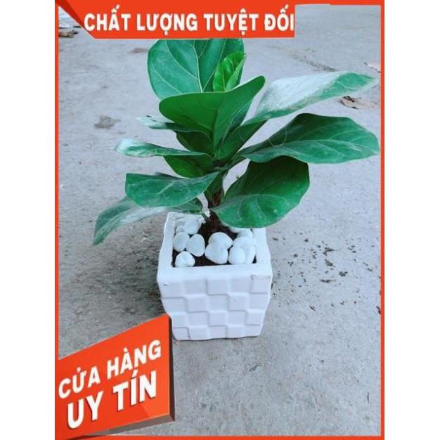 Chậu Bàng Singapore