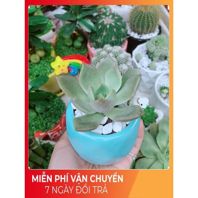 Chậu Sen Đá Tiểu Cảnh