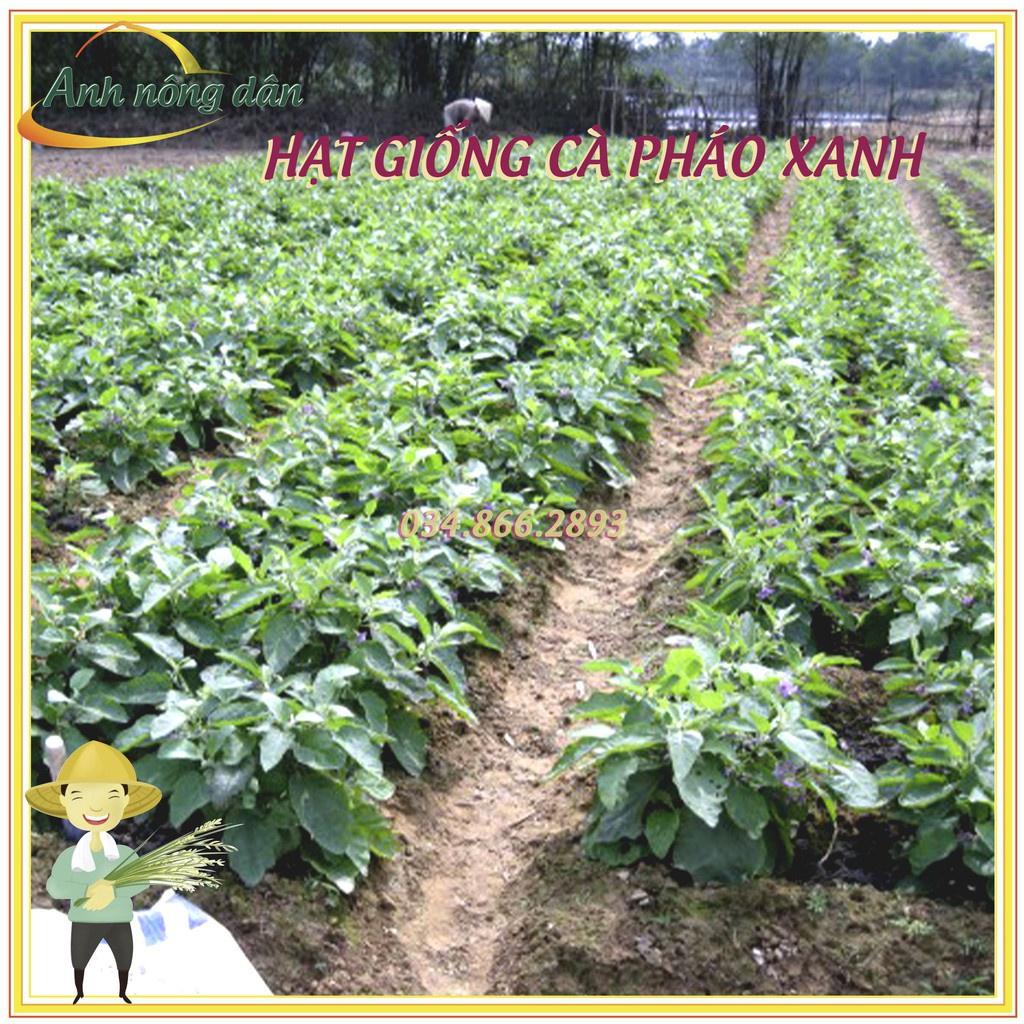 Gói 2g Hạt giống cà pháo xanh cao sản F1