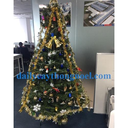 Cây thông noel màu xanh cao 2m - Cây đẹp tán rộng và dày