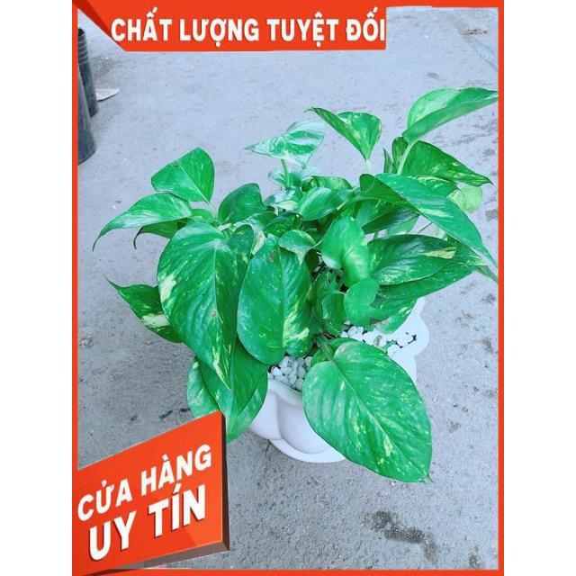 Chậu Trầu Bà Xanh