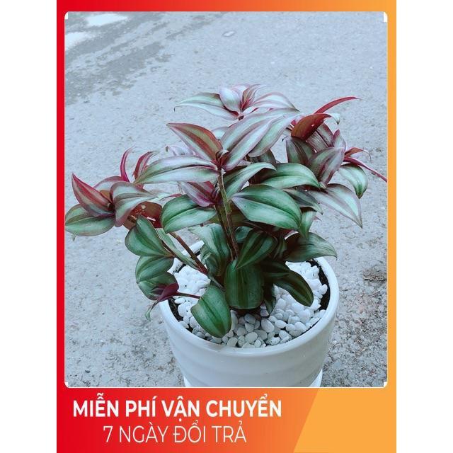 Chậu Thài Lài Tím